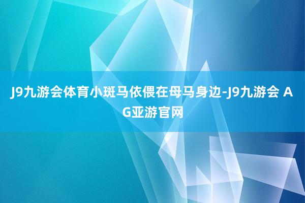 J9九游会体育小斑马依偎在母马身边-J9九游会 AG亚游官网